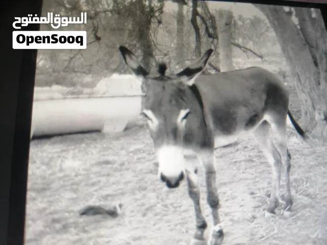 البيع حماره