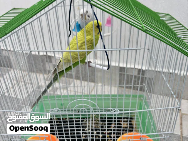 طيور الزينه مع القفص والاكل بسعر رخيص