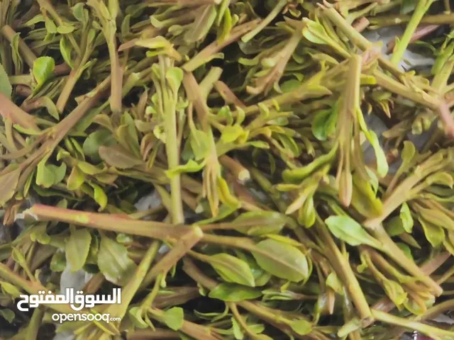 القادري لاجود أنواع القات الحوشبي والقيفي