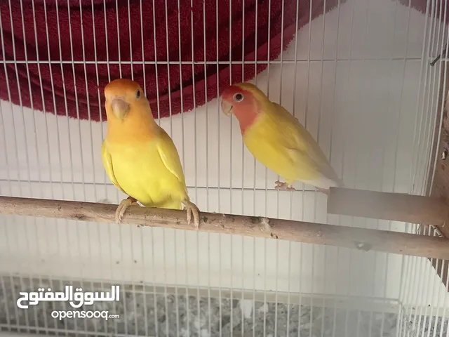 طيور حب منتجين