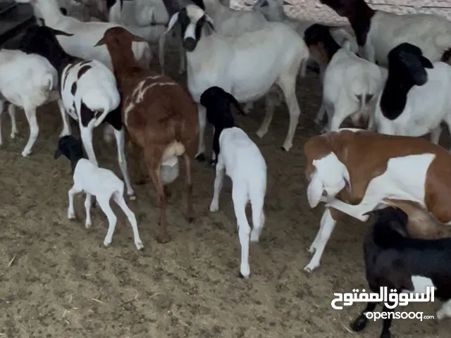 للبيع الحلال التربيه