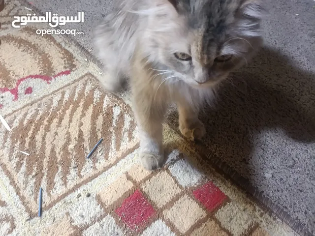 قط شيرازي للبيع