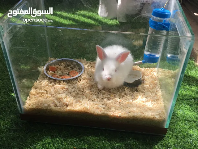 ارنب للبيع