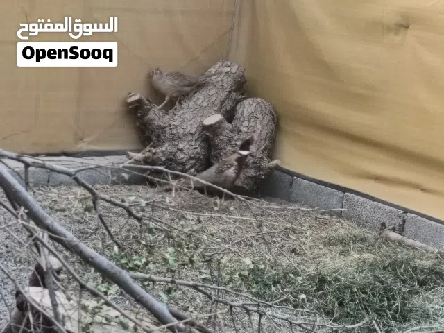 مطلوب أنثى غزال ديملني ومطلوب انثى ارنب بريه متعودات على لمحميه