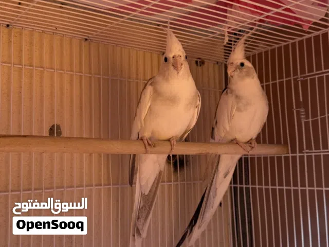 زوج وايت فيس فراشه منتج