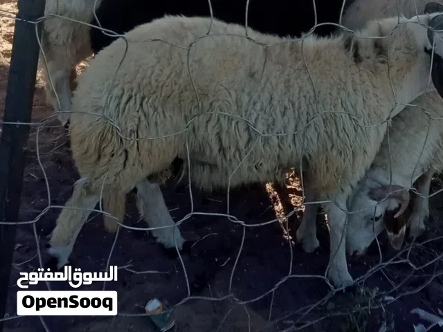 خروف وطني العمر 8 الشهر