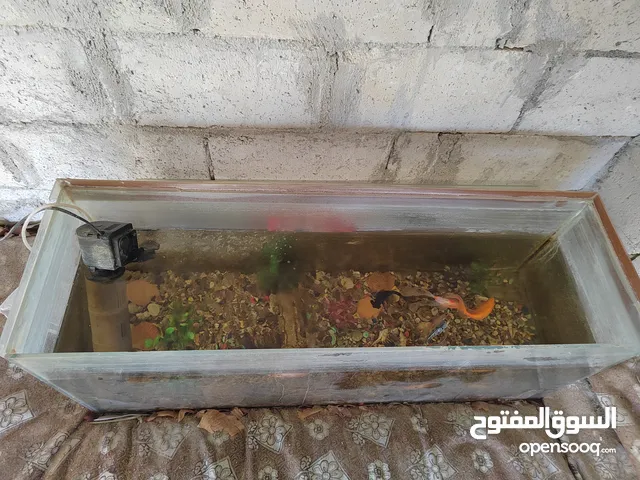 حوض سمك زينه مع السمك