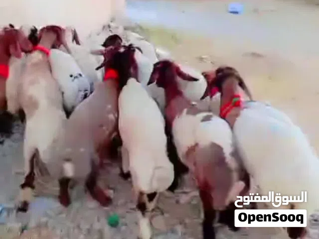 قراقير شكل ولون للبيع