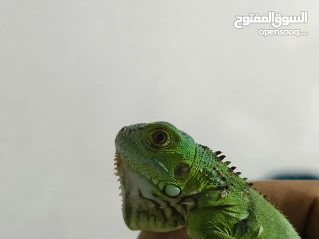 green iguana