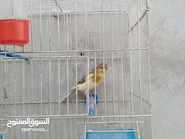 عصافير للبيع