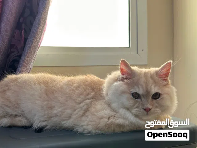Adorable 8-Month-Old mix male Kitten Looking for a Loving Home