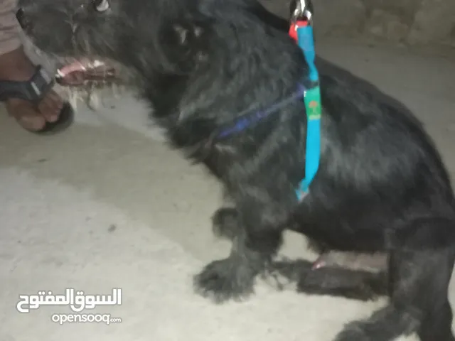 كلب للبيع وكلش لاعوب وحباب ومو مؤذي ابد وملقح وياكل ويشرب ايشي حرفيا ويحب المي ونضيف