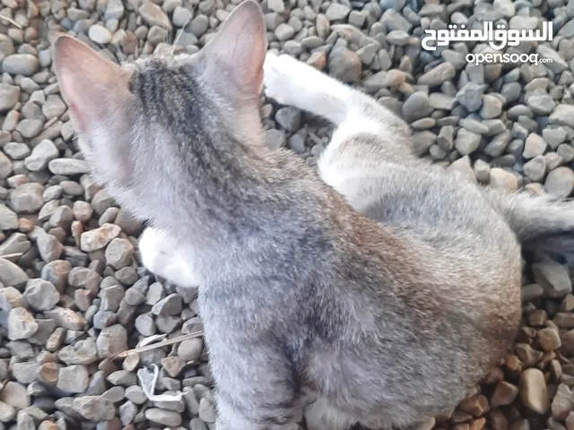 قطه للبيع  العمر من 0 الي 12 أشهر