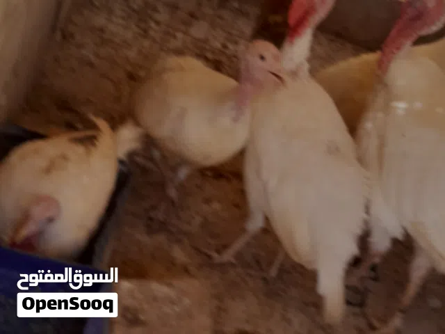 حبش بياض للبيع