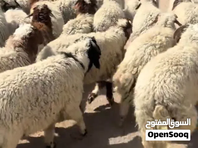 تجهيز الموسم البيع المواشي