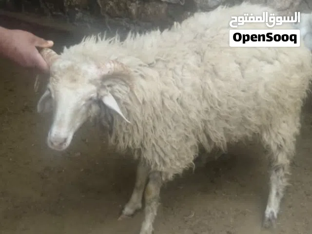 خروف للبيع
