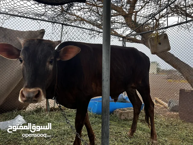 عجل عماني للبيع