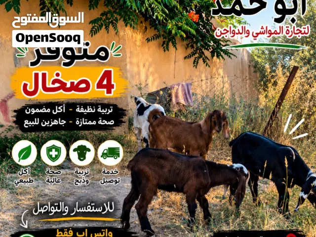 4 صخال للبيع