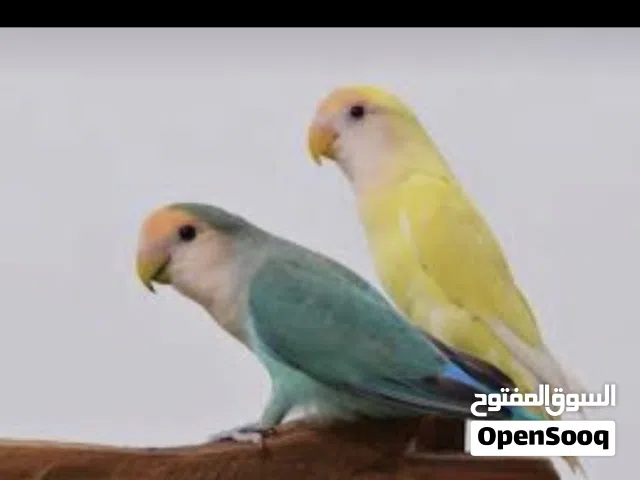 مطلوب روز زواج