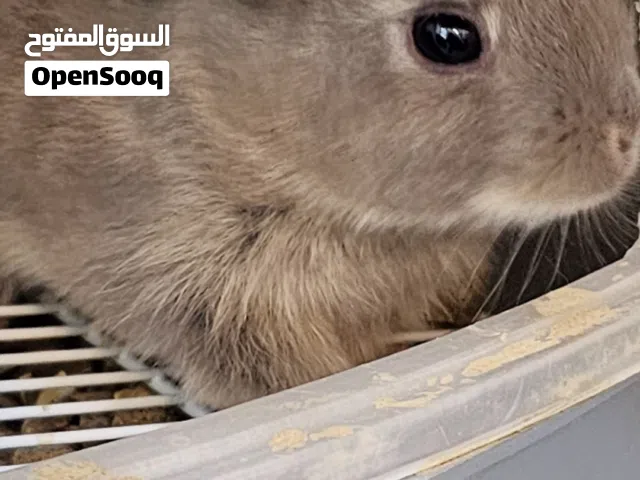 متوفر ارانب صغار
