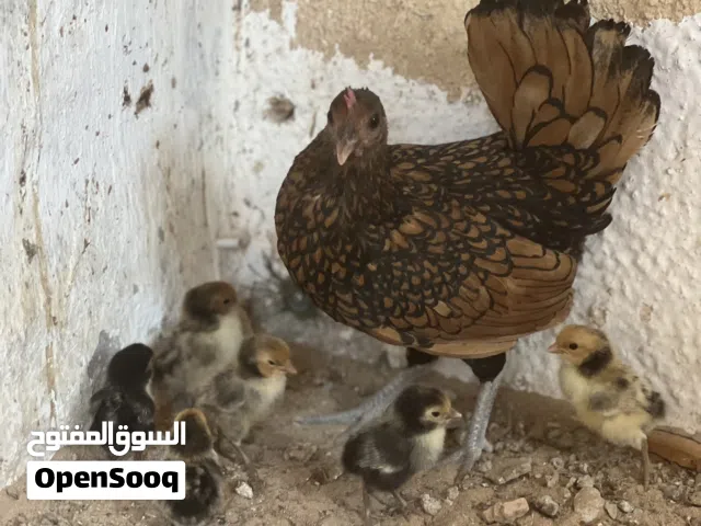 دجاج سبرايت انيق رسمه تامه تحته 7 الفلليس