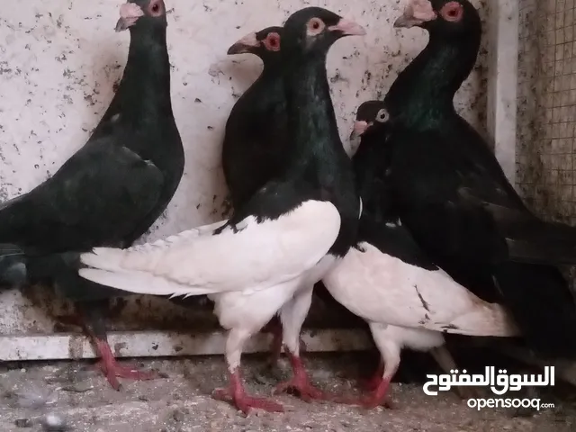 جاج بلدي. وحمام للبيع ادفع حق الله وشيل