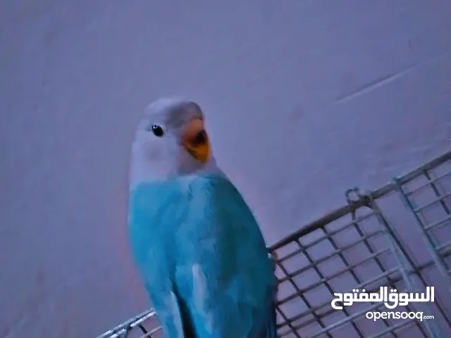 متااااح حبة روز اليفه اشي بفتح النفس اقرا الوصف
