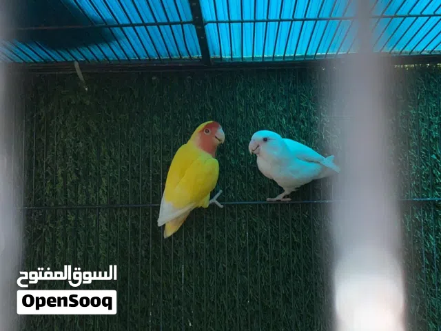 زوجين لوفبيرد الرمادي والأخضر فحول والالبينو والأصفر واحمر نثايه حط سعرك وشيل            لاتكسر