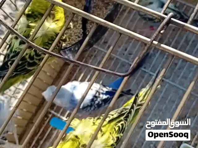 متاح 3 جواز حب هوقو رمو عنر 8 أشهر اول خيرهن
