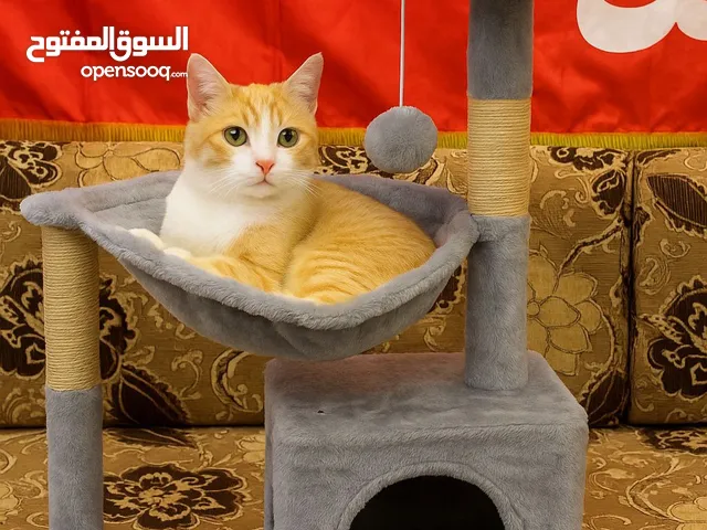 بيت / منزل قطط اشكال واحجام مختلفه فرو وحجم كبير توفر راحة الحيوان واسعار مناسبه