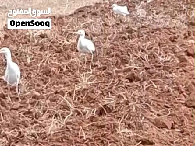 ارض في دقة بولاية باجة بالماء