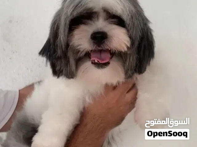 متوفر انثى شيتزو منتجة عمر سنتين بسعر قابل للتفاوض  المعقول   NOEGATABLE  2 YEARS   SHIHTZO  FEMALe