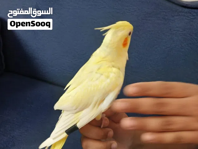 فراخ عمى شهرين اول فطم