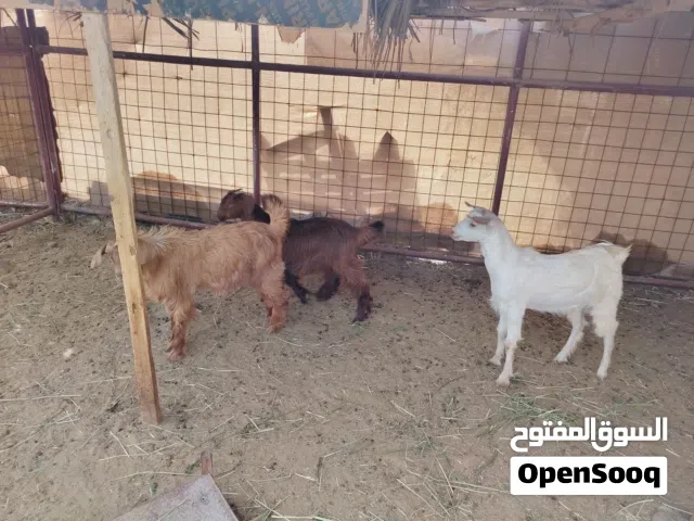 حيوانات للبيع