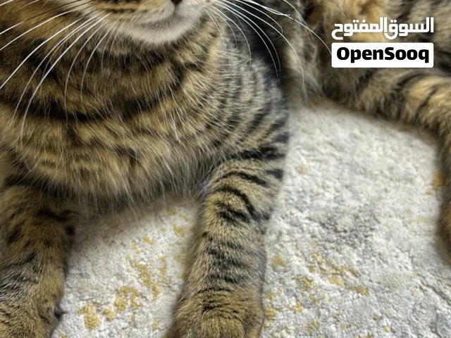 Cat for free adoption male 5 months old in Sharjah