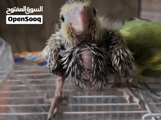 عندور و كوكتيل افراخ