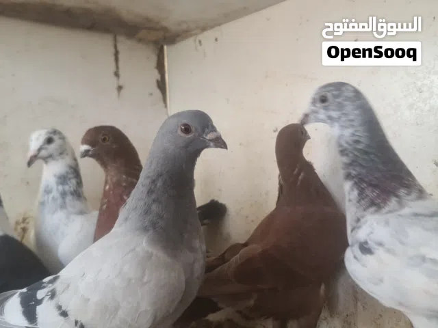 ثمانية ازواج حمام اجنبي منوع وثمانية عشر فرخ مع اربعة قنون ب70 دينار