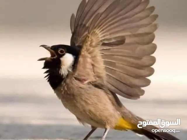 سلام عليكم بلبل للبيع اقره الوصف