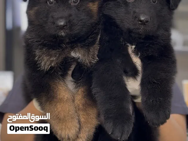 German shepherd puppies يراوه جيرمن شيبرد