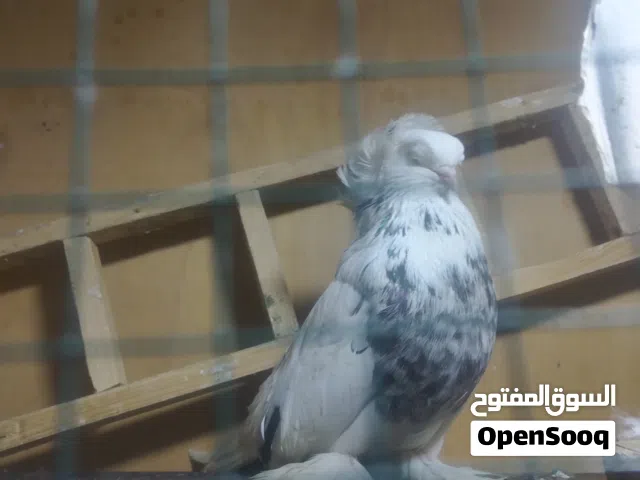 الوصم مهم  تك فحل اربيلي شوف الفديهات فول مواصفات الوص مهم مهم