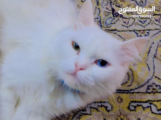 Turkish angora 1 year Female