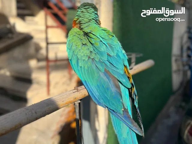 ارة هارلي كوين