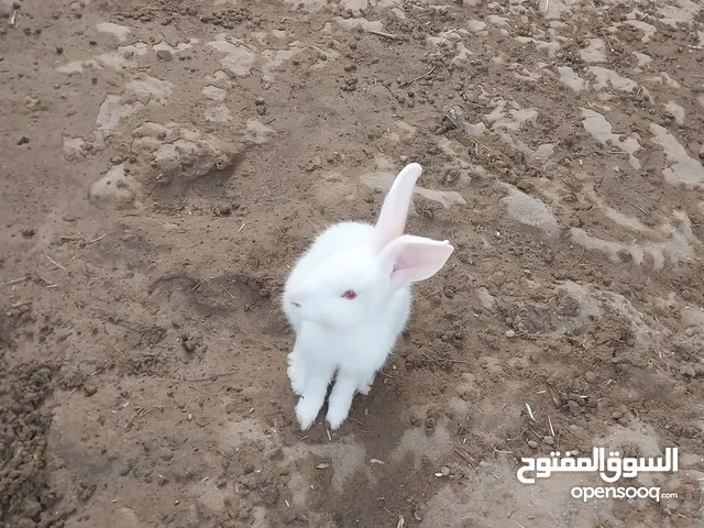 أرانب للبيع عماني لون الأبيض