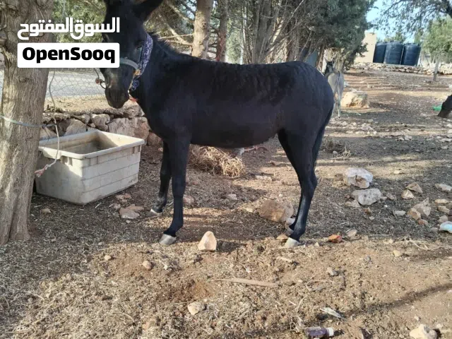 حمير غنم للبيع