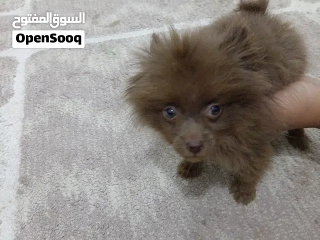 كلب بوميان اليف