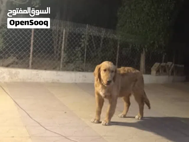 كلب جولدن ذكر لطيف للمنزل.    عمر 10 أشهر