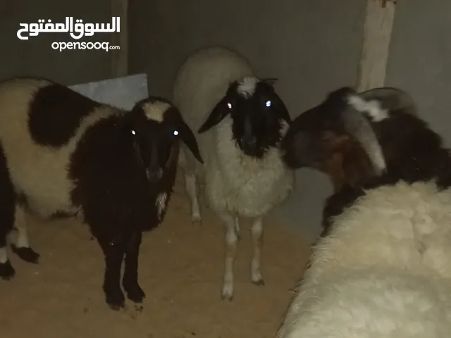 خروف واثنين فطايم للبيع الله يبارك