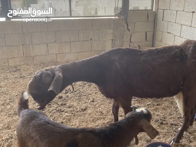 عنز بندوق شامي نخب النخب