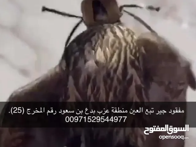 طير مفقود ، جير تبع في العين منطقة عزب بدع بن سعود رقم المخرج 25 ، الي يحصله مابنقصر وياه .