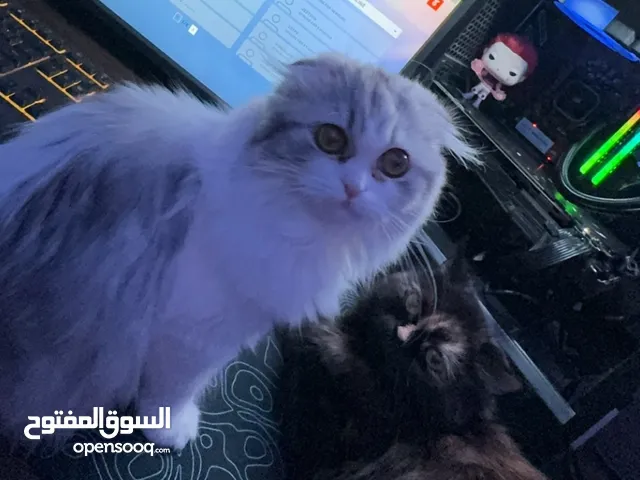 قطة للبيعع